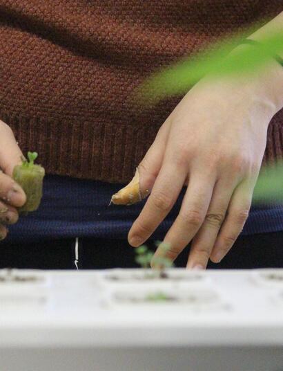 hydroponics setup for growing cannabis.