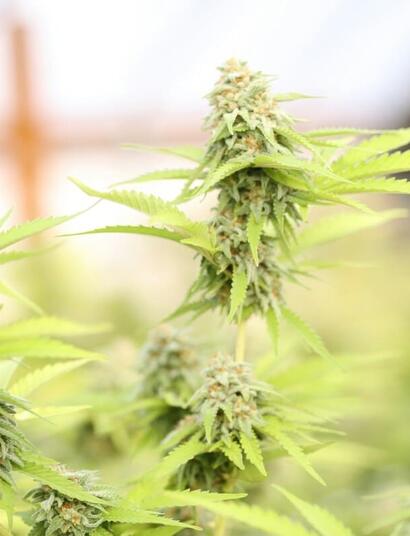 september garden preparations for cannabis growing