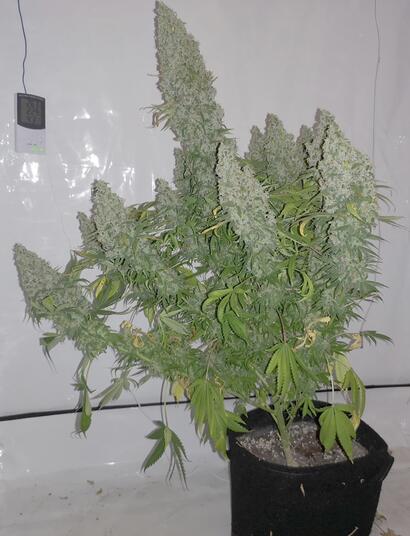 cannabis