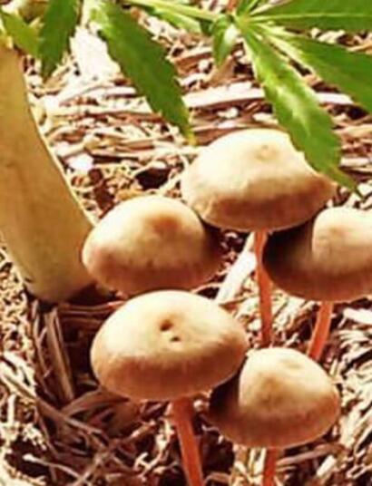 Descubre cómo usar hongos beneficiosos como micorrizas y Trichoderma en el sustrato para mejorar la salud y el rendimiento de tus plantas de marihuana.