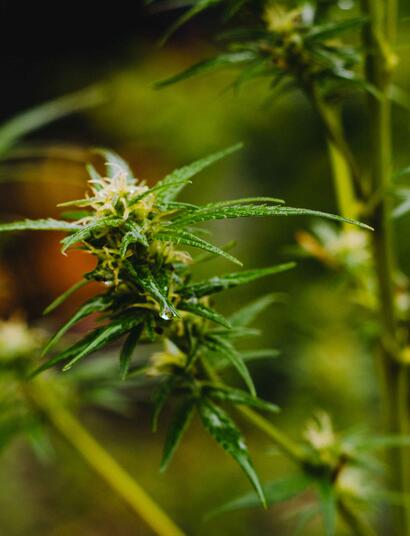 Apuntes sobre los terpenos