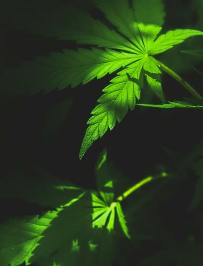Cannabis consumption lounges could solve one of legalization’s biggest challenges. Check the debate over allowing on-site marijuana use at retail dispensaries.