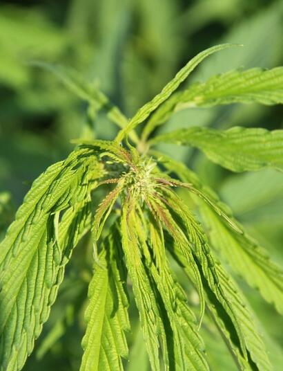 cannabis plant that has it leaves looking bit strange and undernourished.