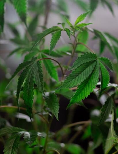 Discover how silicon boosts plant strength, growth, and yield. Learn why this overlooked element improves nutrient uptake and protects against stress.