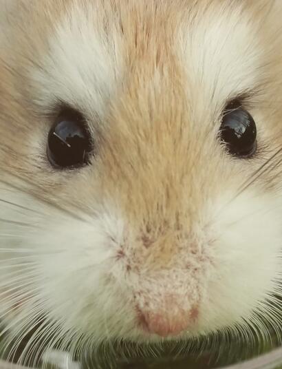 Marty, el ratón preso por usar marihuana