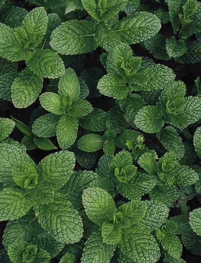 menta