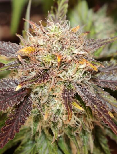 Lemon Haze de Royal Queen Seeds en indoor, día 80 de floración. Foto de therpenist en seedfinder.eu | CC BY-NC-SA.