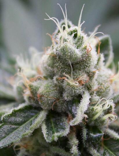 Size Matters: Soft Secrets to Bigger Buds