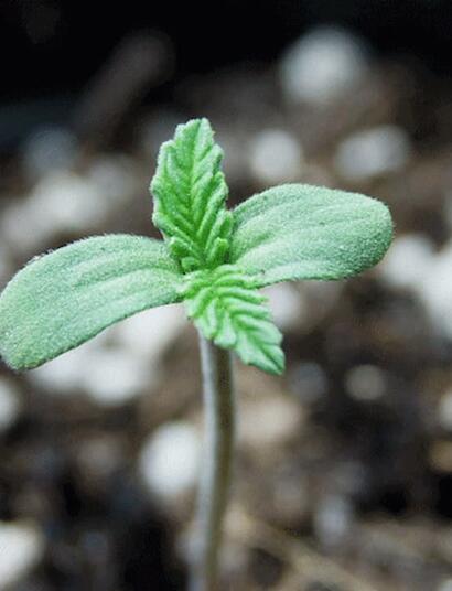 Learn how to start outdoor cannabis in spring using seeds or clones, when to transplant after the last frost, and how to harden plants for a successful harvest.