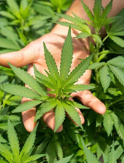 cannabis can prevent corona infection.