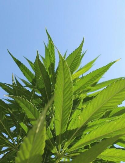 From ensuring that your cannabis plants take in enough water, to warding off spider mites - there are several difficulties to be addressed in the summer. 