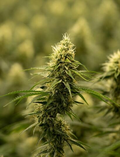 Consigue una textura esponjosa en el sustrato cannábico