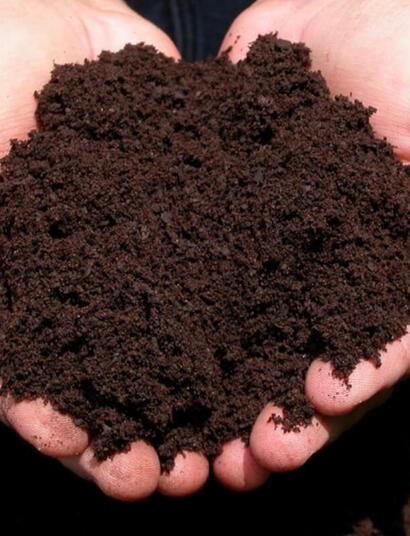 Los lactobacilos en el sustrato de cannabis.