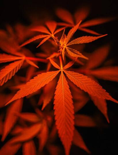 El tallo: su importancia en el cultivo de cannabis