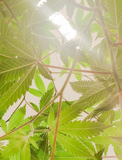 Reflectores para marihuana de interior.