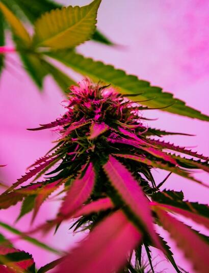 Factores y respuesta al estrés por alta temperatura en la marihuana.