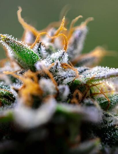 cannabis terpenes potential for fibromyalgia and post-operative pain treatment