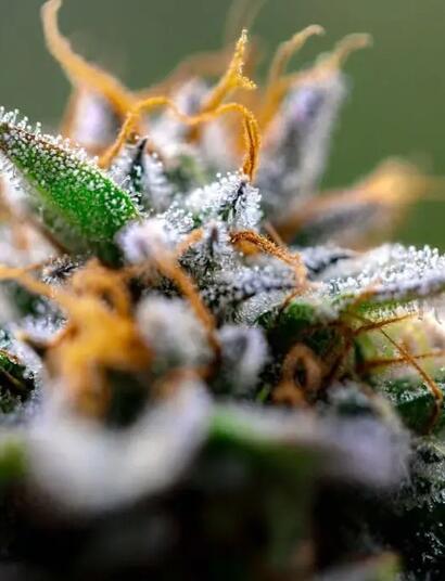 Terpene können wie Opioide schmerzlindernd wirken