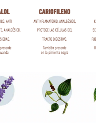 Terpenos del cannabis: perfume vegetal puro