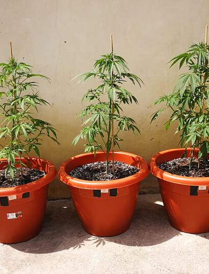Test de la Quick Critical + et de la Quick Kush