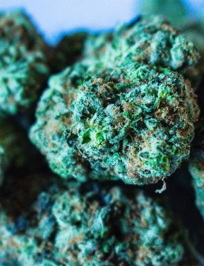 The potency of the most wanted strain of cannabis in Dutch coffeeshop last year was 13.8% THC, not very far from the most potent weed variety available. 