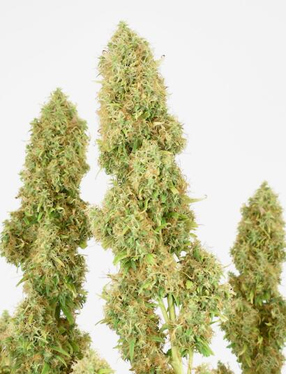 THC-Victory de Dutch Passion