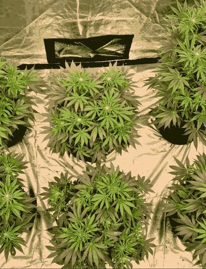 Hone your pheno-hunting skills. Understand how cannabis genotypes interact with the environment to express unique phenotypes, and how to select the best traits.