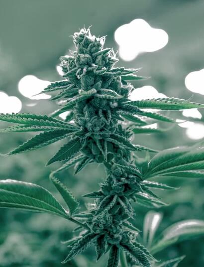 Get the basics of breeding cannabis. Discover the role of phenotypes and genotypes, how to select stable parent genetics, and tips for creating unique strains.