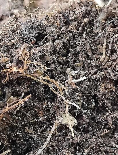  Learn how worm castings boost organic cannabis yields. Discover their benefits, how to use them, and tips to start your own worm bin.