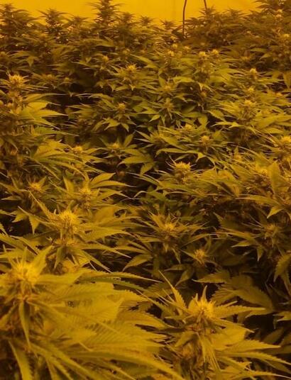 The Differences Between S.O.G and S.C.R.O.G