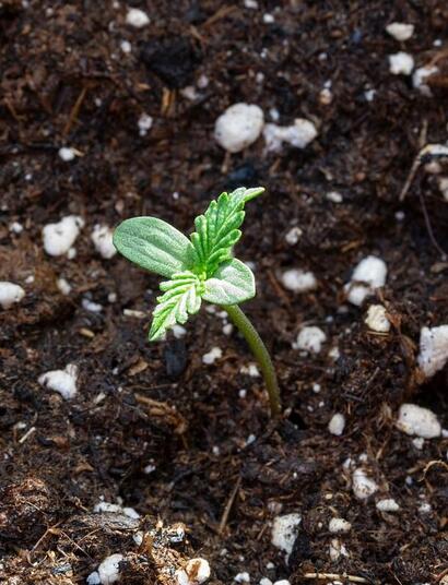 different stages of the cannabis growth process: seedling stage