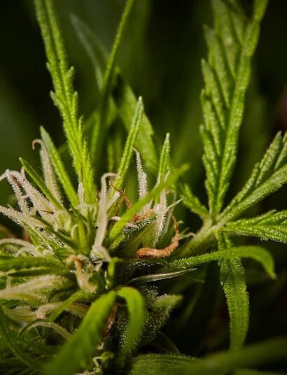 Data for the first year of legal cannabis in Germany shows promise the legalization model is working. Crime rates are down, rates of youth use are steady. 