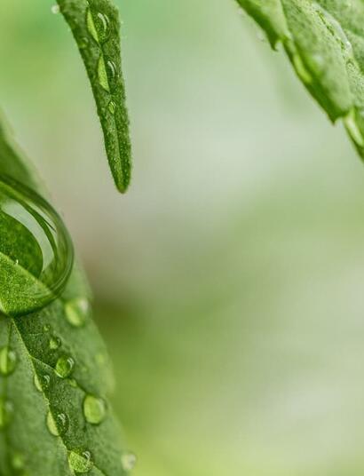 auxins growth hormones for cannabis