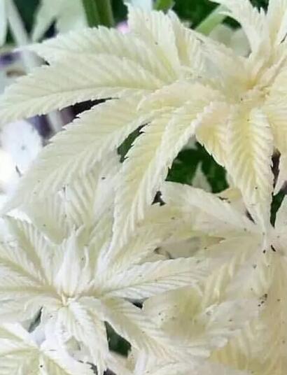 Gibt es Albino-Cannabisflanzen?