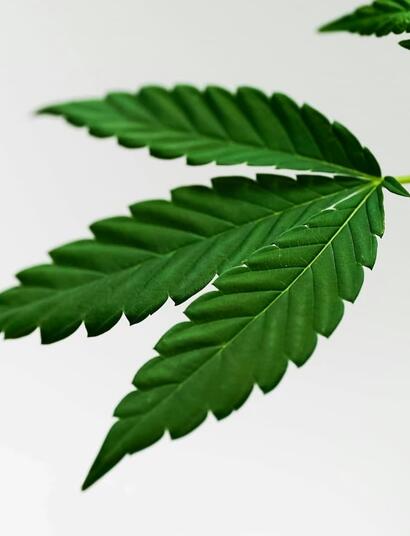 As competition flooded the indoor growing market, some manufacturers sacrificed quality for lower prices. Can bargain equipment impact your grow and yield?