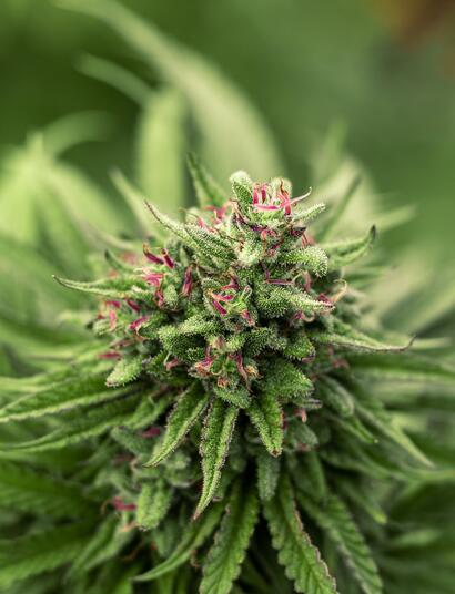 Erba buona e erba cattiva: come annusare le differenze