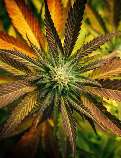 Keine Veränderungen beim Konsum nach der Legalisierung