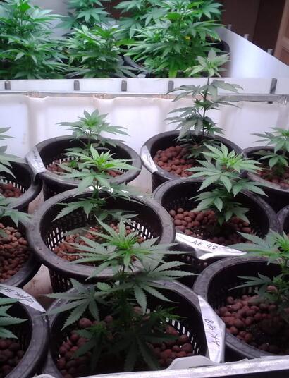 Tips para cultivo invernal de marihuana