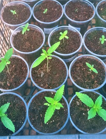 Top Tips for Growing Outdoors During Summer