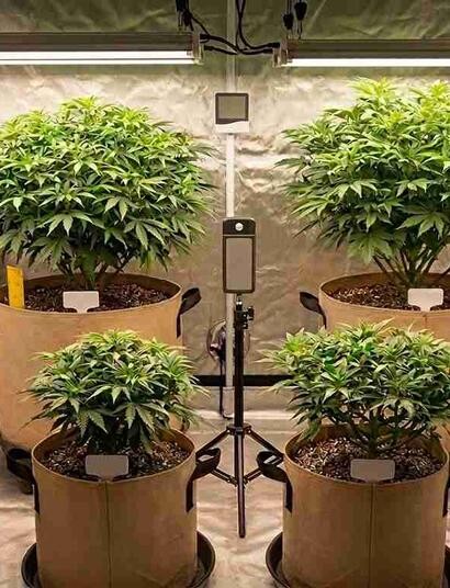 Tips for Keeping Cannabis Mother Plants