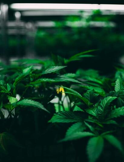 vertical grow cannabis systems 