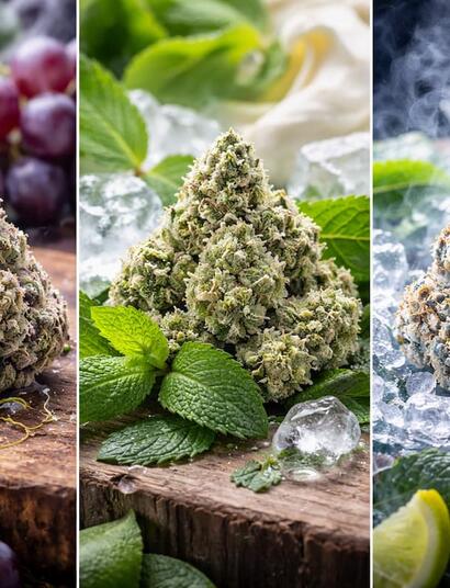 Horizontal triptych image of three premium cannabis buds styled to represent distinct terpene profiles—purple grape-toned buds with fresh grapes on the left, frosty green buds surrounded by mint leaves and ice cubes in the center, and crystal-coated buds with lime wedges and crushed ice on the right—set on a rustic wooden surface with dramatic natural lighting.