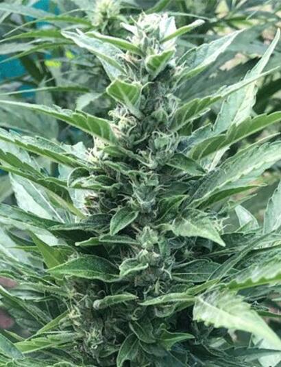 Cuándo sacar las plantas al exterior desde el indoor.