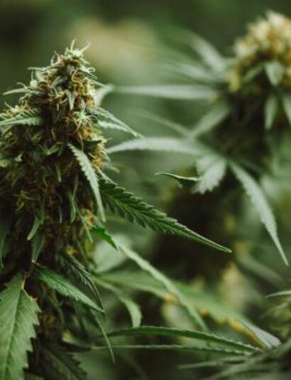 Michigan voted to legalise marijuana