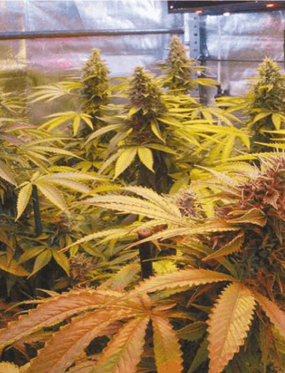 Cómo transplantar marihuana en cultivo interior.