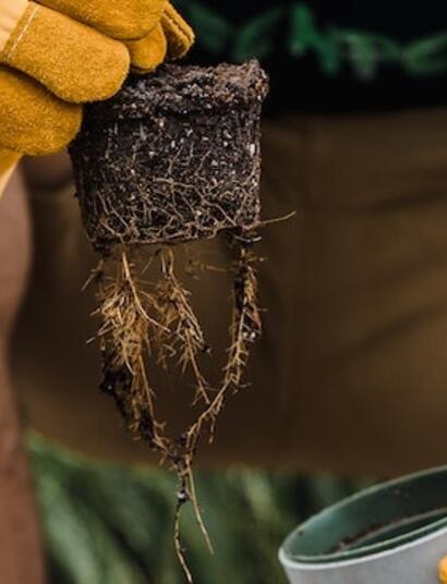 Mira los signos de la planta para trasplantar y potenciar el crecimietno de la marihuana.