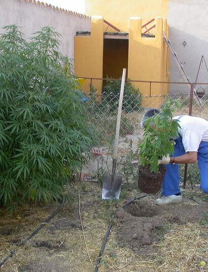 Imagen de un cultivo de exterior de una plantación de Marihuana