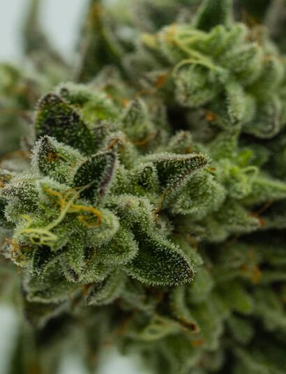 Cómo y por qué aplicar trichodermas en el cultivo de marihuana. 