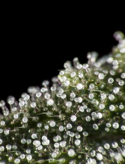¿Cómo cosechar tricomas en el cannabis?