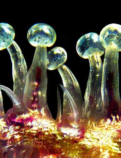 El estrés en el cannabis puede conseguir más resina. 